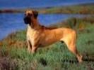 Caine la Vanatoare Poze Catei Animale Wallpapers