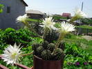 Cactus echinopsis