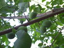 PICT0033