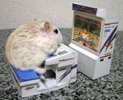 hamsterul se juaca pe calculator