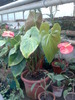 Anthurium