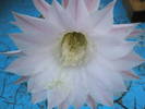 Echinopsis eyresii - floare 26.06