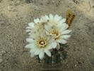 Gymnocalycium  horstii