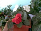 impatiens rosu si alb