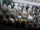 Grup plante