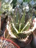 Aloe broomii