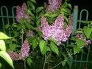 liliac