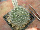 K. guelzowiana