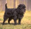 AFFENPINSCHER