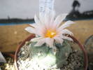 Turbinicarpus lophophoroides - 13.07