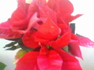 Picture 003