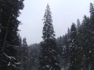 DSCF4585