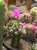 Mammilaria saboe altoi