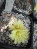Frailea pumila - 15.08