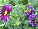DSC00514