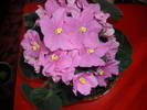 Violete de Parma