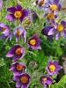 pulsatilla montana 3