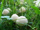DSCF2631
