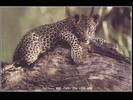 LEOPARD_3