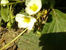 Fotografii-0029