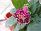 Kohleria Pendulina 4