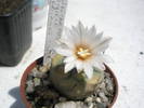 Turbinicarpus macrochele 25.05