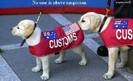 Customs puupies