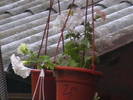 Picture 013