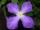 DSCI0783