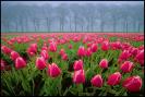 20050831113658_RedTulipFieldBeemster67166