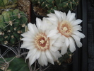 DSC04041