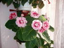 Gloxinia roz dublu