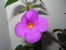 Achimenes New Fantasy 3