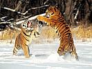 Cat Fight, Siberian Tigers