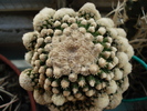 Echinocactus grusonii f monstruosa