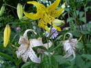 Yellow twinkle si pink twinkle-tiger lilies