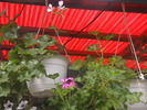 Picture 017