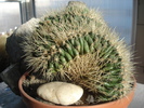 Echinocactus grusonii f monstruosa