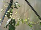 Clematita Armandii 5