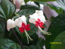 clerodendrum