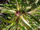 Common Garden Peony (2009, April 16)