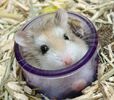 hamster in pahar