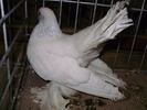 11702 r 1
