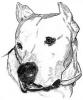 Dogo Argentino2