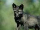 images17