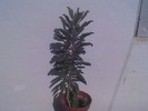 Imag012