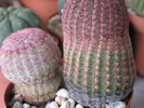 Echinocereus rubrispinus