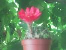 Catus floare rosie din lateral
