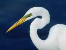 Imagini Animale_ Imaigni cu Animale_ Poze Egrete