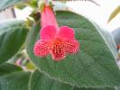 Kohleria Beethoven 3